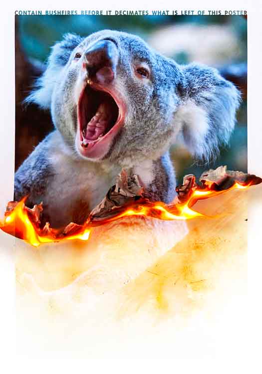 koala